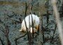 Dying heron off Louisiana coastline from BP oil spill.